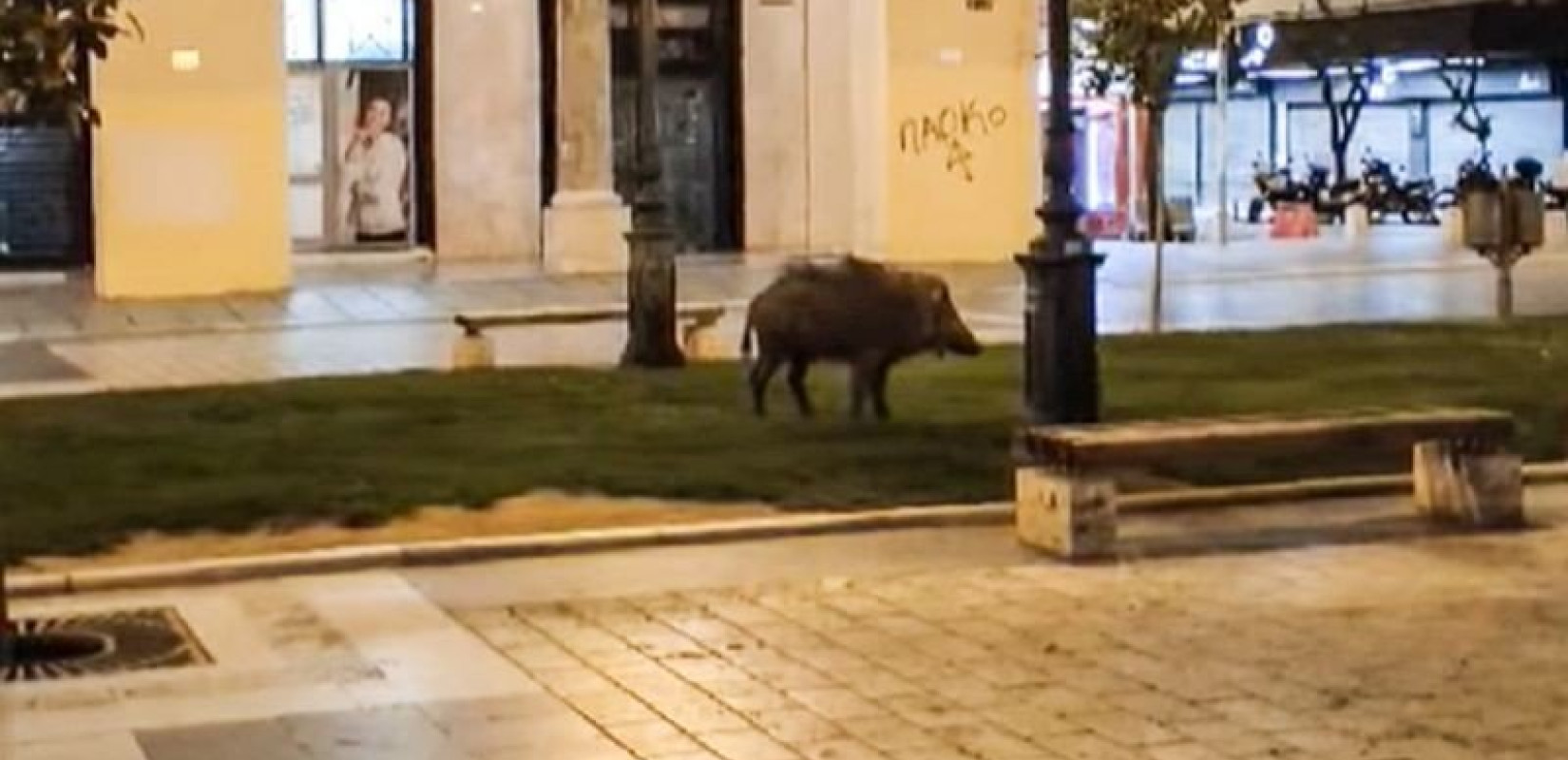 Αγριόχοιροι στο κέντρο των μεγάλων πόλεων: Φαινόμενο που θα παρουσιάσει αλματώδη αύξηση