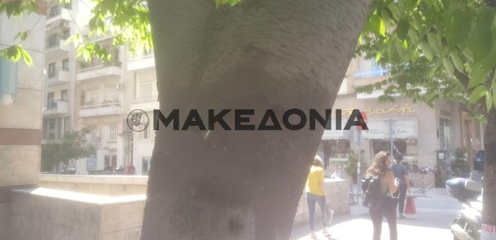 Το... μαύρισμα προστατεύει τα δέντρα της Τσιμισκή (φωτ.)