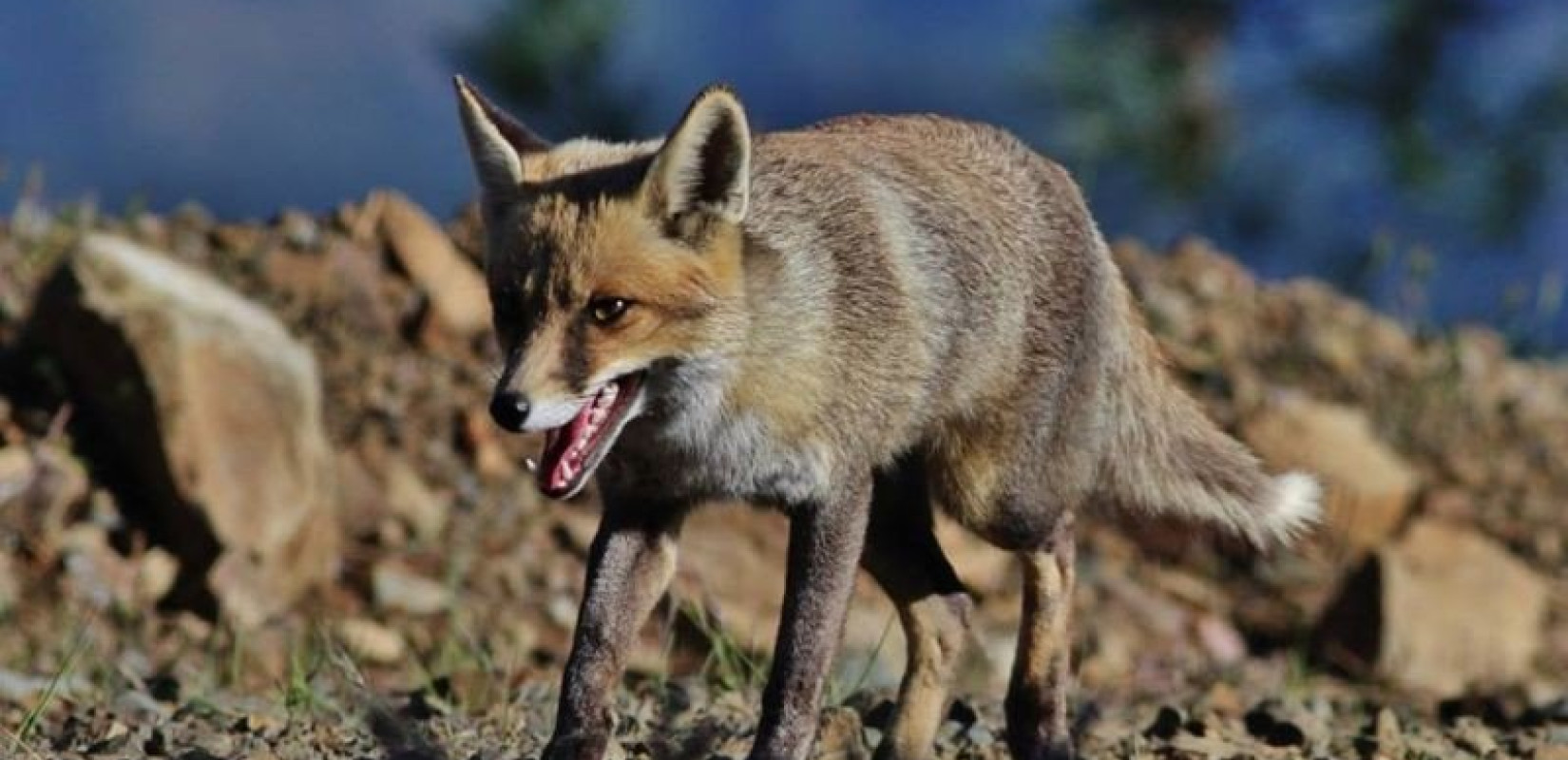 Ξεκινά η περίοδος αντιλυσσικού εμβολιασμού των αλεπούδων στην Περιφέρεια Αν. Μακεδονίας και Θράκης