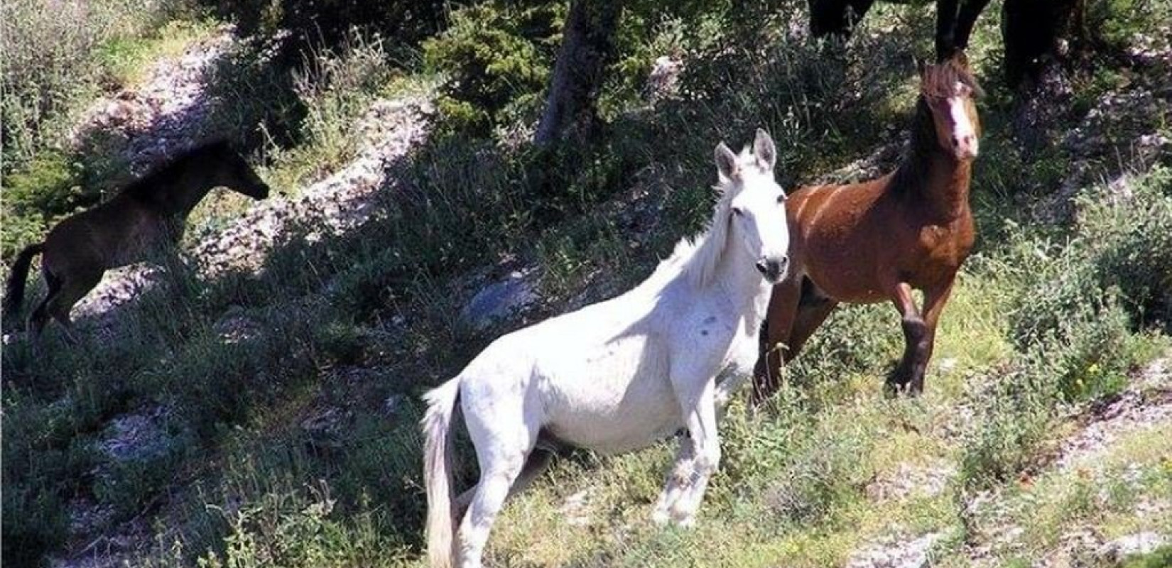 Θεσσαλονίκη: Δύο ελεύθερα άλογα προκάλεσαν «έμφραγμα» στην Μουδανίων 