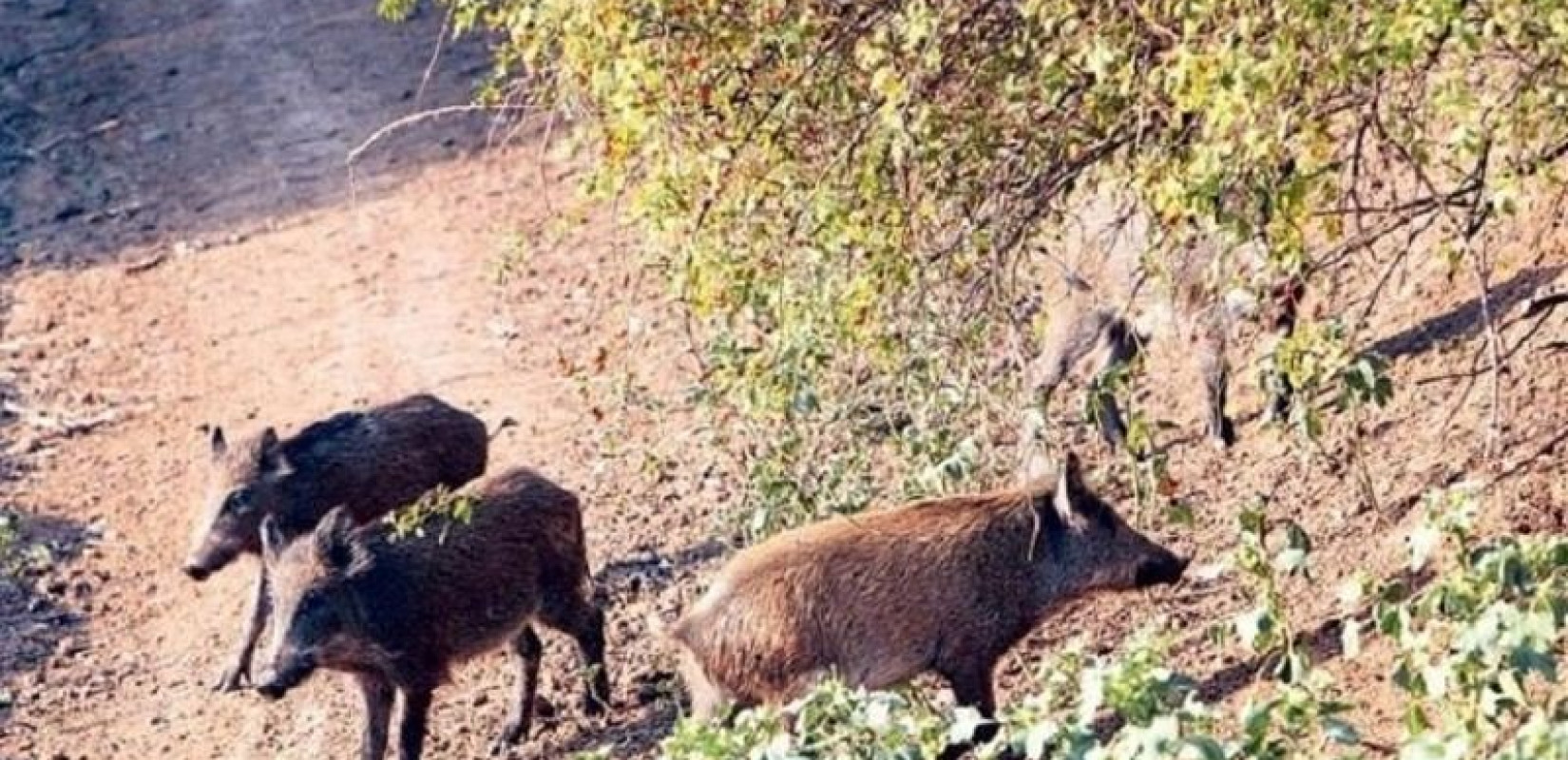 Νέα έκκληση Δανιηλίδη για τα αγριογούρουνα: «Σε 2 χρόνια θα φτάσουν τις 50.000 και θα κατακλύσουν τη Θεσσαλονίκη» (βίντεο)