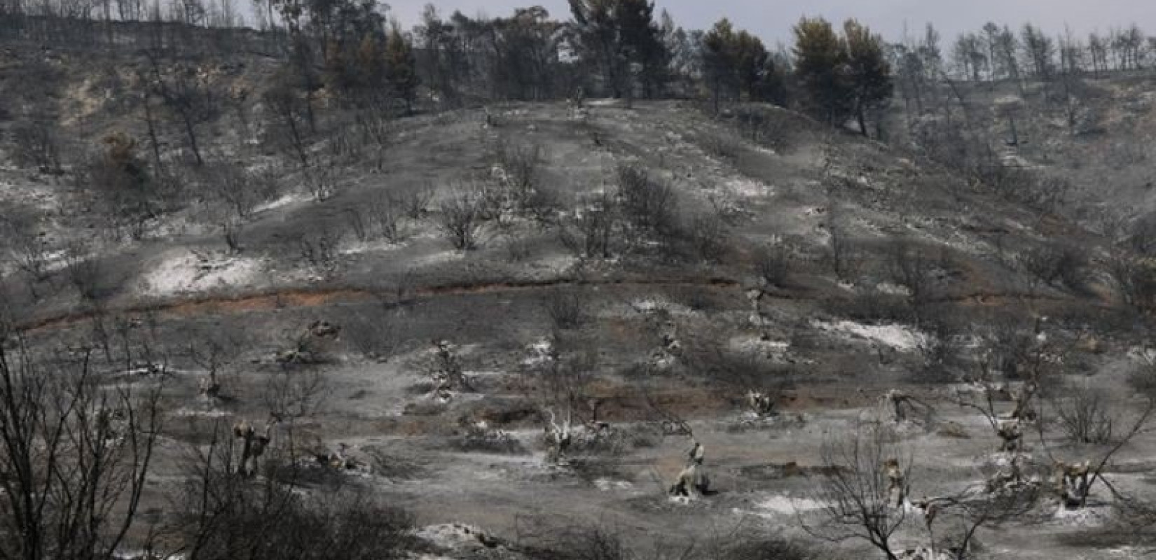 Αναστέλλονται όλες οι οικονομικές δραστηριότητες στην καμένη δασική περιοχή του Έβρου