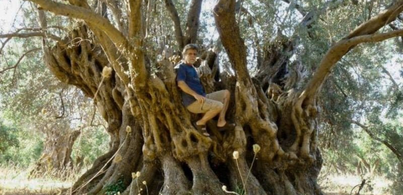 Τα αιωνόβια δέντρα της Ελλάδας και η αδιαφορία του κράτους