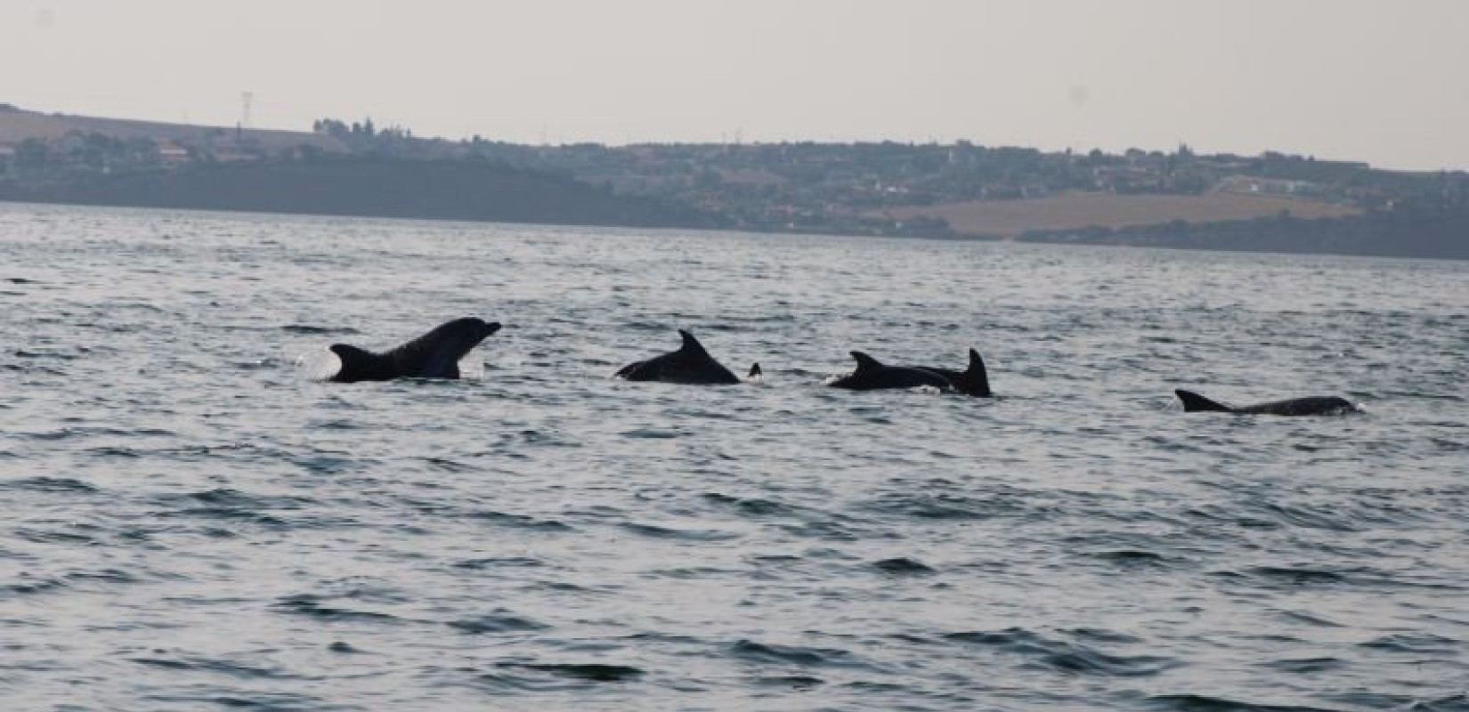 Θεσσαλονίκη: Δελφίνια εμφανίστηκαν και πάλι στον Θερμαϊκό (βίντεο)