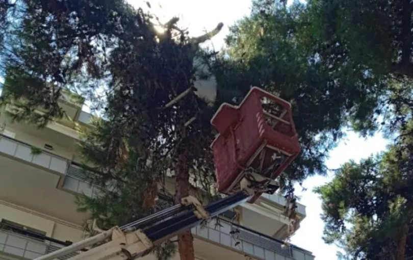 Θεσσαλονίκη: Πλαστικό τραπέζι... στα δέντρα στη Νέα Κρήνη - Παρέμβαση από τον Δήμο Καλαμαριάς