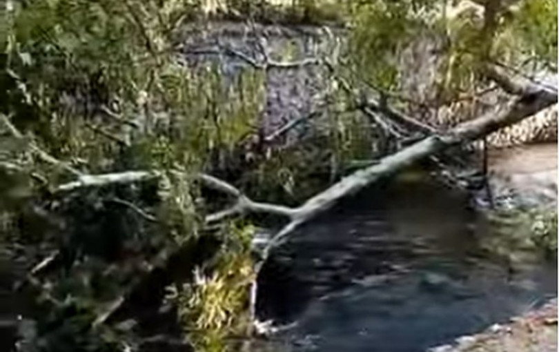 Έδεσσα: Πλατάνι ήταν και... πάει (βίντεο) Έδεσσα: Πλατάνι ήταν και... πάει (βίντεο)