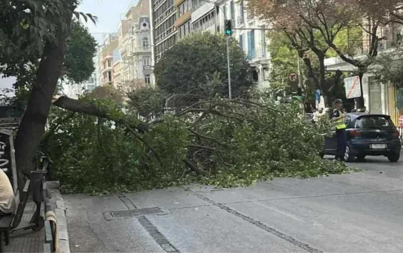 Αντιπαράθεση Ζέρβα - Διαμαντάκη για την πτώση δέντρου στη Θεσσαλονίκη Αντιπαράθεση Ζέρβα - Διαμαντάκη για την πτώση δέντρου στη Θεσσαλονίκη