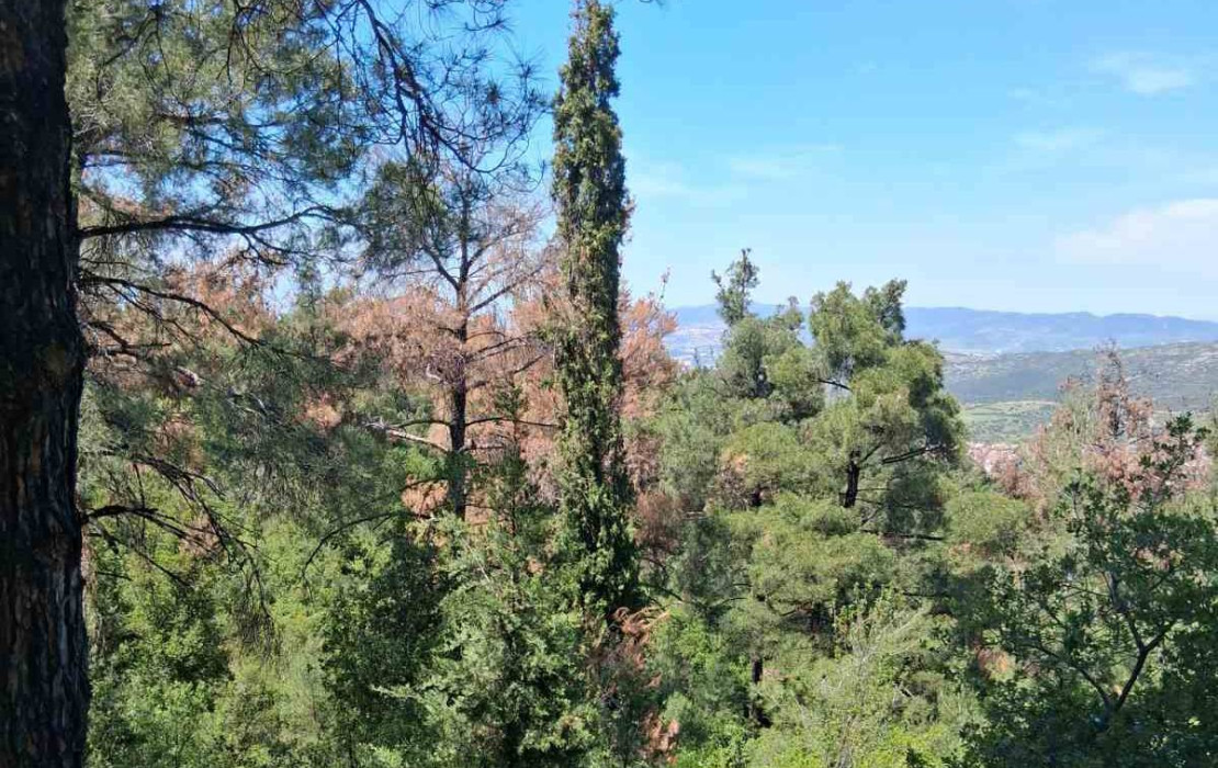 Φλοιοφάγα έντομα απειλούν ξανά το Σέιχ Σου